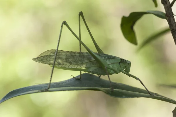 Varios Tipos Insectos Están Alrededor Nosotros Son Parte Cadena Alimentaria —  Fotos de Stock
