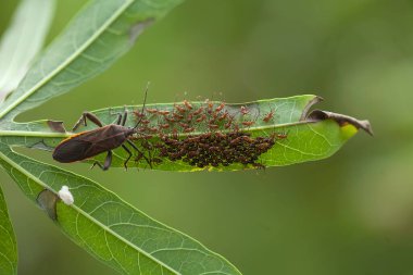 Etrafımızdaki çeşitli böcekler besin zincirinin bir parçasıdır, şekli çok güzel ve benzersizdir, bir makro mercekle bu güzel böcekler ölümsüzleştirilebilir.