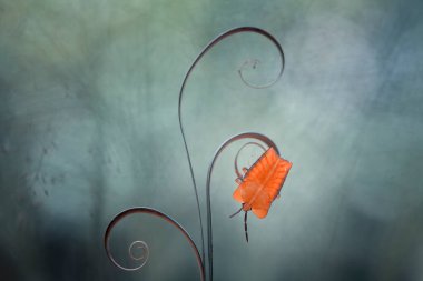 Etrafımızdaki çeşitli böcekler besin zincirinin bir parçasıdır, şekli çok güzel ve benzersizdir, bir makro mercekle bu güzel böcekler ölümsüzleştirilebilir.