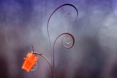 Etrafımızdaki çeşitli böcekler besin zincirinin bir parçasıdır, şekli çok güzel ve benzersizdir, bir makro mercekle bu güzel böcekler ölümsüzleştirilebilir.