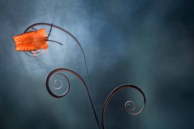 Etrafımızdaki çeşitli böcekler besin zincirinin bir parçasıdır, şekli çok güzel ve benzersizdir, bir makro mercekle bu güzel böcekler ölümsüzleştirilebilir.