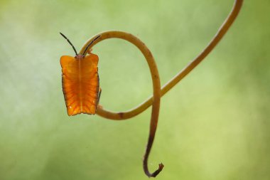Etrafımızdaki çeşitli böcekler besin zincirinin bir parçasıdır, şekli çok güzel ve benzersizdir, bir makro mercekle bu güzel böcekler ölümsüzleştirilebilir.