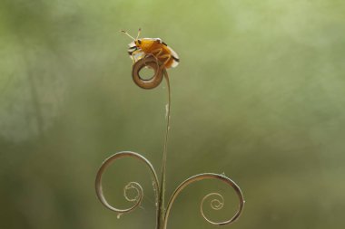 Etrafımızdaki çeşitli böcekler besin zincirinin bir parçasıdır, şekli çok güzel ve benzersizdir, bir makro mercekle bu güzel böcekler ölümsüzleştirilebilir.