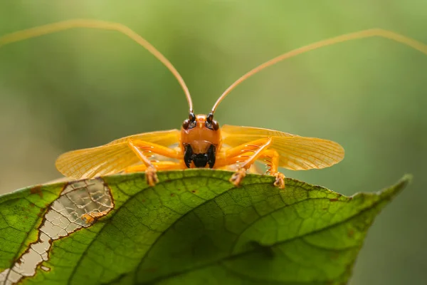 Verschillende Soorten Insecten Zijn Ons Heen Maken Deel Uit Van — Stockfoto