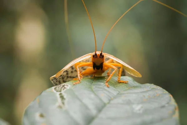Verschiedene Arten Von Insekten Sind Uns Herum Sie Sind Teil — Stockfoto