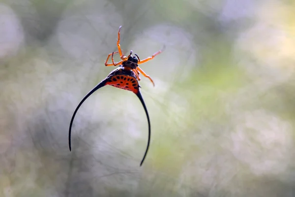 주위에 종류의 곤충들은 사슬의 일부이며 모양은 아름답고 독특하다 — 스톡 사진