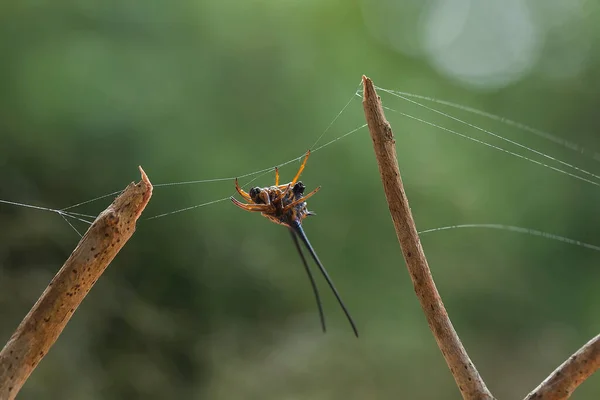 様々な種類の昆虫は私たちの周りに食物連鎖の一部であり 形は非常に美しくユニークであり マクロレンズでこれらの美しい昆虫を不死化することができます — ストック写真