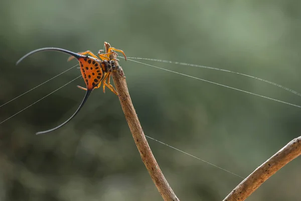 Verschiedene Arten Von Insekten Sind Uns Herum Sie Sind Teil — Stockfoto