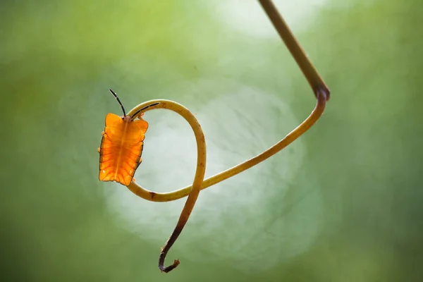 Verschiedene Arten Von Insekten Sind Uns Herum Sie Sind Teil — Stockfoto