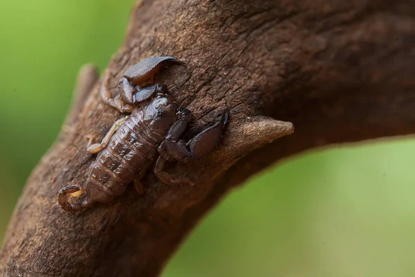 Varios Tipos Insectos Están Alrededor Nosotros Son Parte Cadena Alimentaria —  Fotos de Stock