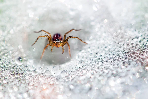 Varios Tipos Insectos Están Alrededor Nosotros Son Parte Cadena Alimentaria — Foto de Stock