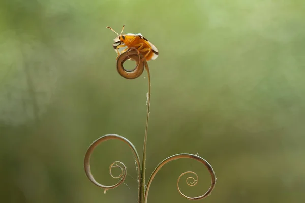 Verschiedene Arten Von Insekten Sind Uns Herum Sie Sind Teil — Stockfoto