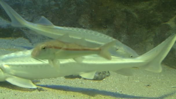 Fish in their natural habitat — Stock Footage Fish in their natural habitat Stock Video