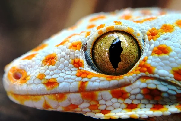 Fechado Gecko Árvore — Fotografia de Stock