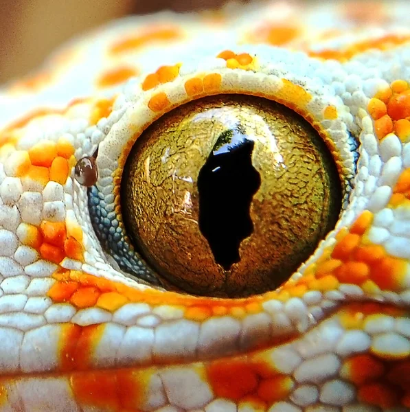Fechado Gecko Árvore — Fotografia de Stock