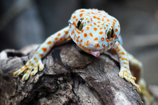 Closed up of gecko is lying on the wood 