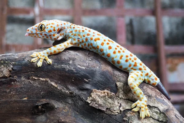 Zamknięte Gecko Leżące Drewnie — Zdjęcie stockowe