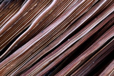 Palmiye yaprağındaki desenler