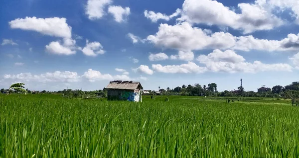 Beautiful Rice Field Blue Sky Location Ekowisata Subak Sembung Peguyangan — Stock Photo, Image