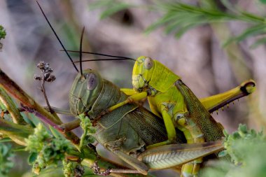 Çekirge çiftleşme sürecinde