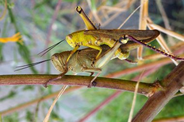 Çekirge çiftleşme sürecinde