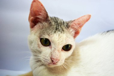 Sevimli yerel kedi. Bali Eyaleti, Endonezya