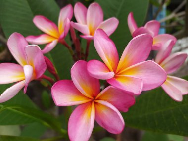 Pembe çiçek üzerinde bir grup güzel frangipani çiçeği.