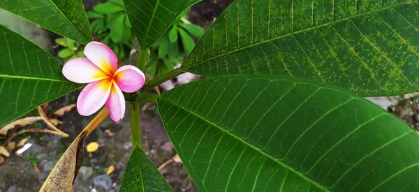 Hermosa Flor Frangipani Con Color Rosa — Foto de Stock