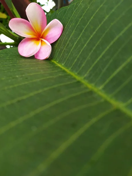 Hermosa Flor Frangipani Flor Rosa — Foto de Stock