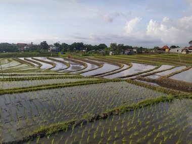 Çeltik tarlasında ya da pirinç tarlasında taze pirinç yetiştiriliyor. Geleneksel çiftçilik. Konumu: Canggu, Bali Eyaleti, Endonezya. Fotoğraf: 19-11-2020