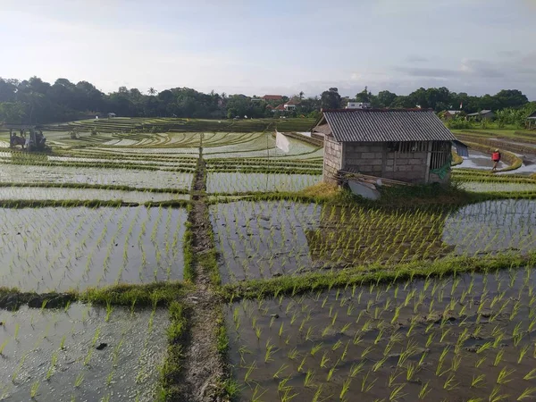 Arroz Joven Crece Arrozal Arrozal Agricultura Tradicional Ubicación Canggu Provincia —  Fotos de Stock