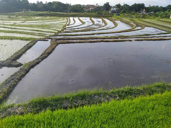 Arroz Joven Crece Arrozal Arrozal Agricultura Tradicional Ubicación Canggu Provincia —  Fotos de Stock