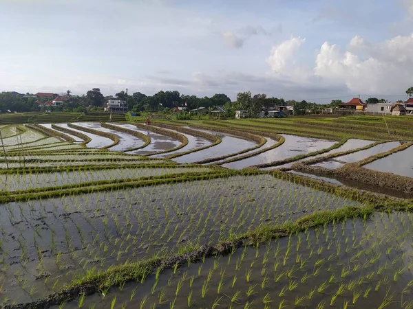 Auf Dem Reisfeld Oder Auf Dem Reisfeld Wächst Junger Reis — Stockfoto