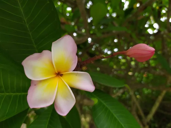 Flor Frangipani Que Hermosa Fragante Fragipani Flor Que Utiliza Menudo — Foto de Stock