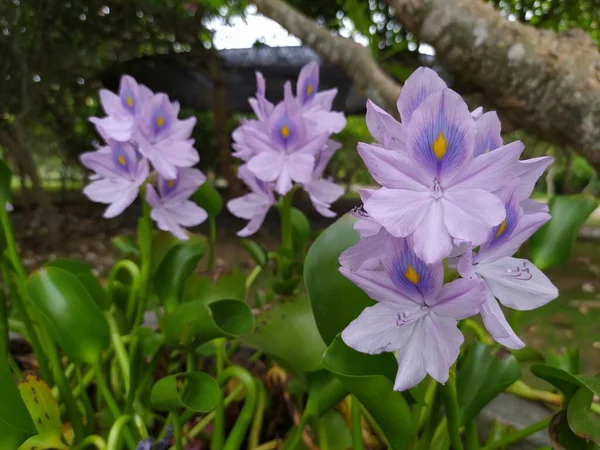 Beauftifull Květina Pontederia Crassipes Obecně Známý Jako Běžná Vodní Hyacinth — Stock fotografie