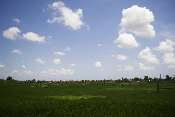 Vue Sur Belle Rizière Verte Lieu Denpasar Province Bali Indonésie — Photo