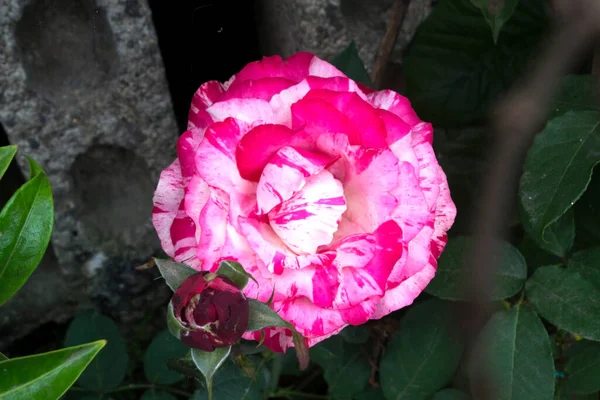 Hermosa Flor Rosa Con Color Gradación Rojo Blanco — Foto de Stock