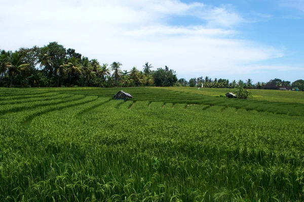 Vue Sur Belle Rizière Verte Lieu Tabanan Province Bali Indonésie — Photo