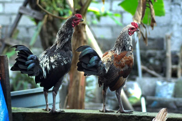 Roosters Backyard — Stock Photo, Image