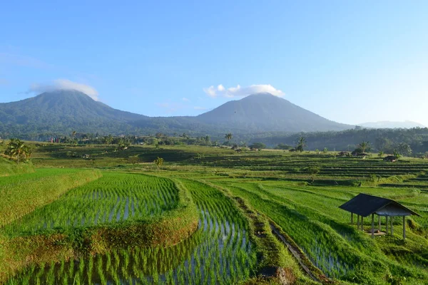 Jatiluwih Risterrass Som Erkända Turistmålen Unesco Plats Tabanan Regency Bali — Stockfoto