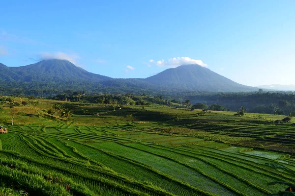 Jatiluwih Rice Terrace Naturliga Attraktioner Som Erkänns Unesco Tabanan Regency — Stockfoto