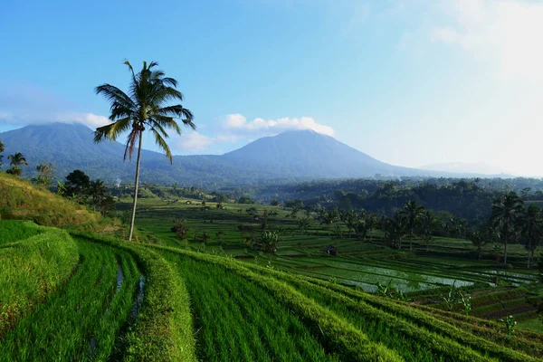 Jatiluwih Rice Terrace One Natural Attractions Recognized Unesco Tabanan Regency — Stock Photo, Image