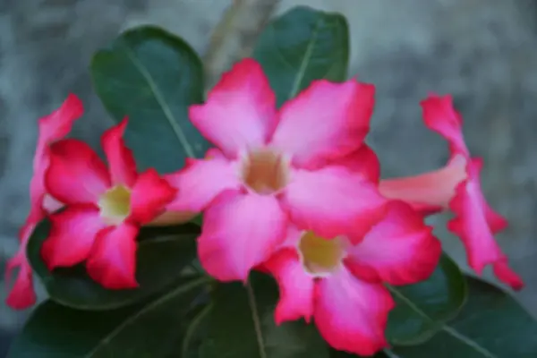 Rozmazané Kambodža Japonsko Nebo Adenium Květiny Pro Pozadí — Stock fotografie