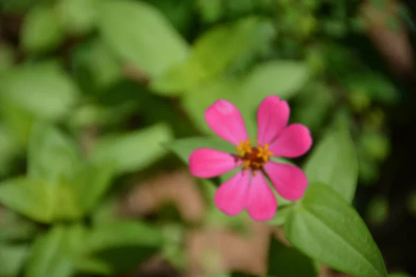 Hermosa Flor Foto Borrosa Para Fondo — Foto de Stock