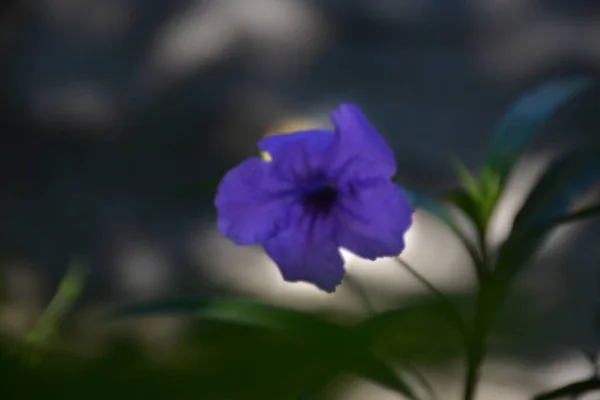 Schöne Blume Auf Unschärfe Foto Für Hintergrund — Stockfoto