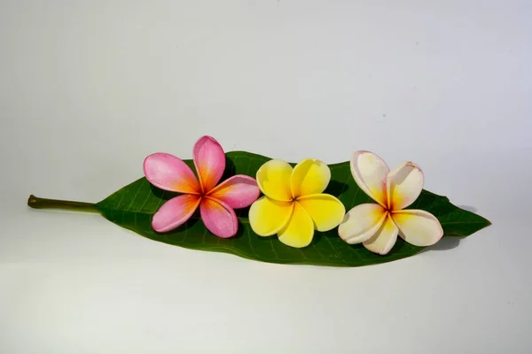 Frangipani Colorido Flor Plumeria Com Folhas Verdes Fundo Branco Para — Fotografia de Stock