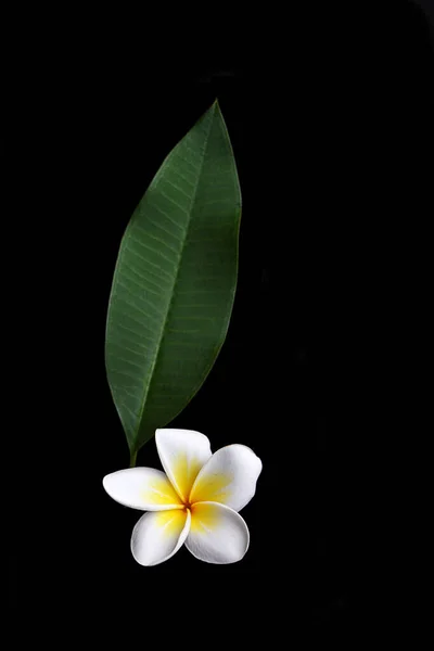 Изолированные Тропические Цветы Франджипани Plumeria Черном Фоне — стоковое фото
