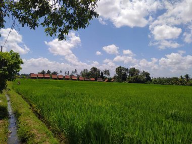 Canggu, Badung Regency, Bali Eyaleti, Endonezya 'daki güzel pirinç tarlalarının manzarası