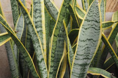 plants that are easy to grow and care for as air filters 