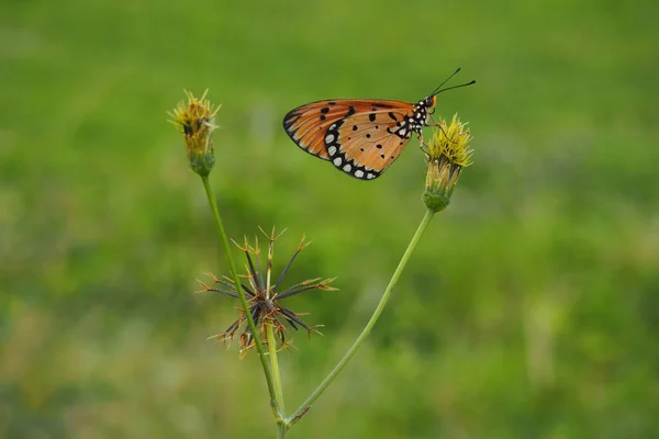 Bela Borboleta Flor Selvagem Jardim — Fotografia de Stock